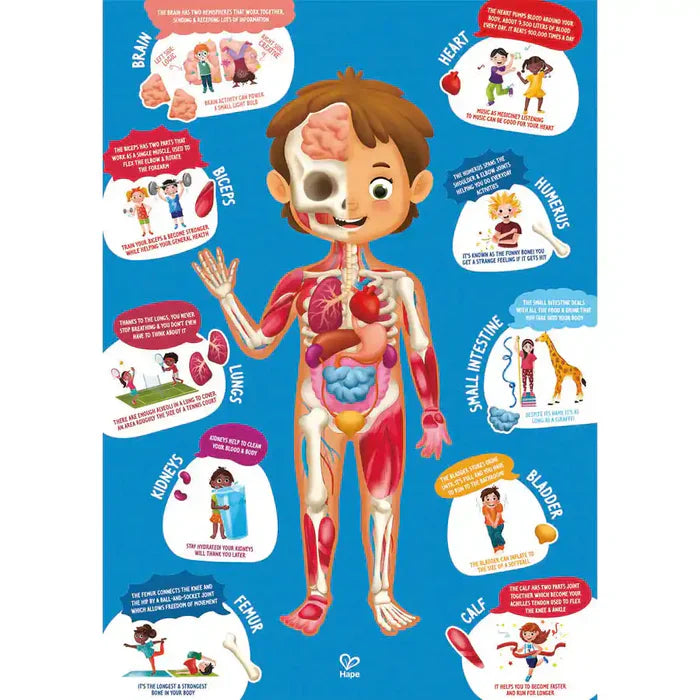 Hape - Human Body Puzzle